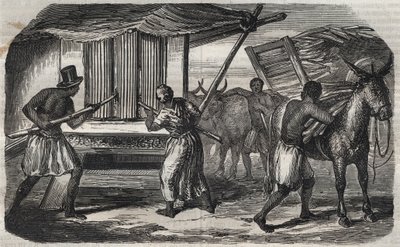 تصنيع السكر: مطحنة قصب السكر في مصنع سكر في جزر الهند الغربية. نقش من 1859. بواسطة فنان غير معروف