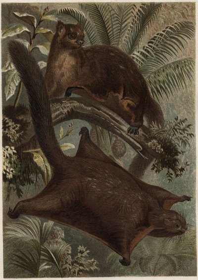 تاجوان (السنجاب الطائر) (عائلة Sciuridae) - السنجاب (السنجاب الطائر) - نقش من "" حياة الحيوانات بريهم "" للفريد إدموند بريهم (1829-1884) بواسطة فنان غير معروف