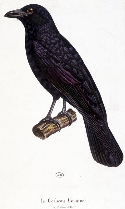 The Corbine Raven - لوحة التاريخ الطبيعي بواسطة فنان غير معروف