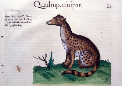 ابن آوى - في تاريخ الحيوانات بقلم كونراد جيسنر (1516-1565) زيورخ بواسطة فنان غير معروف