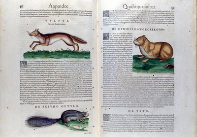 الصفحة المزدوجة للقوارض في تاريخ الحيوانات بقلم كونراد جيسنر (1516-1565) ، تيغوري بواسطة فنان غير معروف