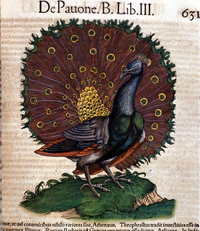 الطاووس بعد تاريخ الحيوانات بقلم كونراد جيسنر ، زيورخ 1560. الموقع Nazionale Braidense. ميلان بواسطة فنان غير معروف