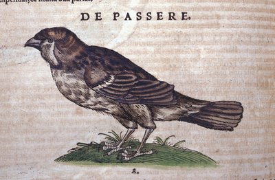 العصفور في تاريخ الحيوانات لكونراد جيسنر (1516-1565) زيورخ بواسطة فنان غير معروف