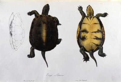 سلحفاة الملاريا Emys Lutaria بعد "Fauna Italica" في بونابرت. ميلان بواسطة فنان غير معروف