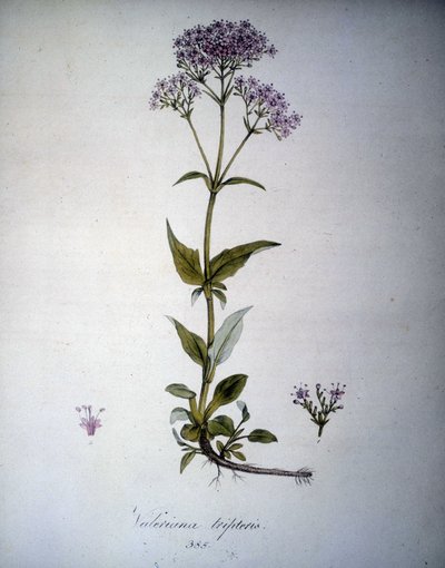 Valeriana البنفسجي أو Valeriana tripteris. أعشاب القرن التاسع عشر. بواسطة فنان غير معروف