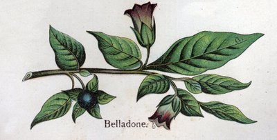 نباتات نباتية وريدية: بلادونا. نقش في "" الدواء الطبيعي "، بقلم فريدريش إدوارد بيلز (1842-1922) بواسطة فنان غير معروف