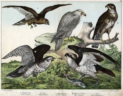 a: Eagle or royal busard، b: nozzle، c: Fisherman falcon، d: Iceland falcon، e: around = astore - in “Natural History of Birds”، ed. Hoepli ، ميلان بواسطة فنان غير معروف