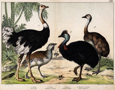 a: Grance Bustard (Otis tarda)، b: Casoar (Casarius galeatus)، c: African Ostrich (Struthio camelus)، d: Nandon (Rhea Americana) -In "" Natural History of Oideals "، ed. Hoepli ، ميلان بواسطة فنان غير معروف