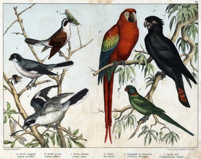 a: grieche (Lanius excubitor) ، b: Northern grieche (Lanius collurio) ، c: grieche وردي الصدر (Lanius linor) ، d: Red ara (Ara macao) ، e: ببغاء الإسكندرية (Palaeornis Alexandria) ، f: Banksian Cacatoes (Calyptorynchus bankii) - في "التاريخ الطبيعي لـ بواسطة فنان غير معروف