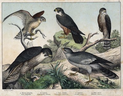A PELERIN Falcon (Falco) ، B: Hawk Hawk (Hypotriorchis Hobby) ، C: Falcon Falcon (Tunnunculus alandarins) ، d European Hawk (Harrier) ، e sing around (Melierax music) - in "Natural History Birds ، ed. هوبلي ميلان بواسطة فنان غير معروف