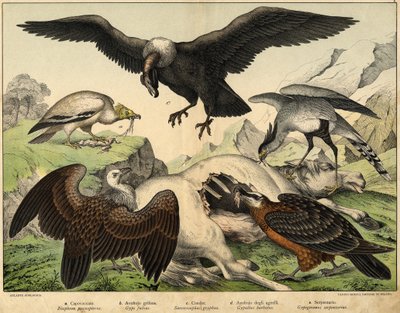 a: Percnopterus (Neophron percnopterus) ، b: Griffon vulture (Gyps fulvus) ، c: Condor (Sarcoramphus gryphus) ، d: نسر الحملان (Gypaëtus barbatus) ، e: Snake (Gypogeranus Serpentarius) - في "التاريخ الطبيعي للطيور" ، محرر. Hoepli ، ميلان بواسطة فنان غير معروف