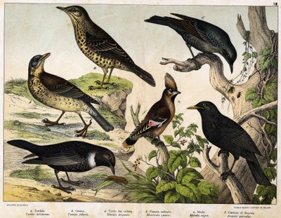 a: Thrush (Turdus viscivorus) ، b: Thrush (Turdus pilaris) ، c: Blackbird (Merula torquata) ، d: Blue Blackbird (Monticola cyanus) ، e: Blackbird (Merula nigra) ، f: Bohemian de chatterer (Ampelis garulus) - في "التاريخ الطبيعي للطيور" ، أد. Hoep بواسطة فنان غير معروف