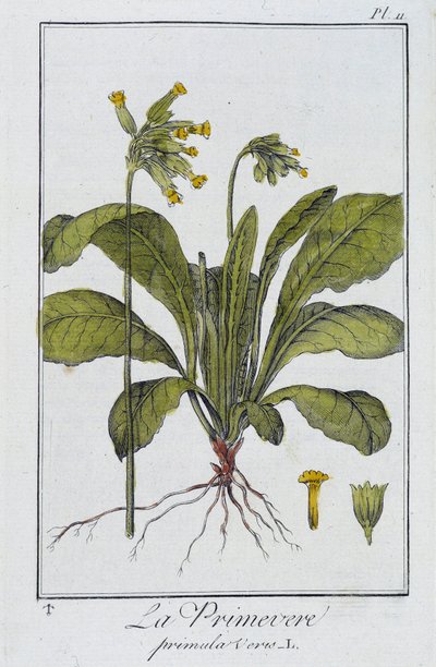 la Primevere (Primula vers) - في "تمارين علم النبات للتجار" ، كتبها J.C. Philibert ، Imprimerie de Crapelet ، Paris بواسطة فنان غير معروف