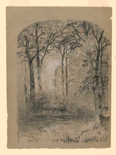 رسم، دراسة غابات الغابات، 1865-70 بواسطة فنان غير معروف