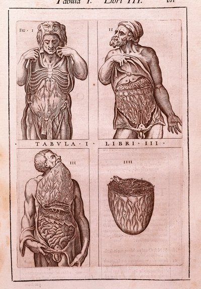 لوح تشريحي يمثل: أبعاد وعضلات البطن والأمعاء والمعدة. نقش في "Anatomia Corporis Humani" لخوان فالفيردي دي أموسكو (1525-1588). الجدول الأول ، الكتاب الثالث. برشلونة. Biblioteca de Catalunya (National Library of Ca بواسطة فنان غير معروف