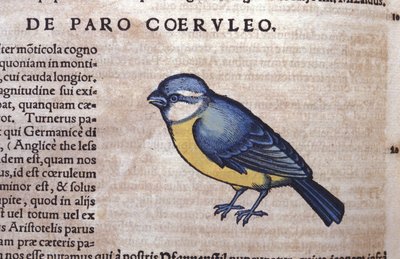 Blue Passereau في تاريخ الحيوانات بواسطة Conrad Gesner (1516-1565) ، زيورخ بواسطة فنان غير معروف