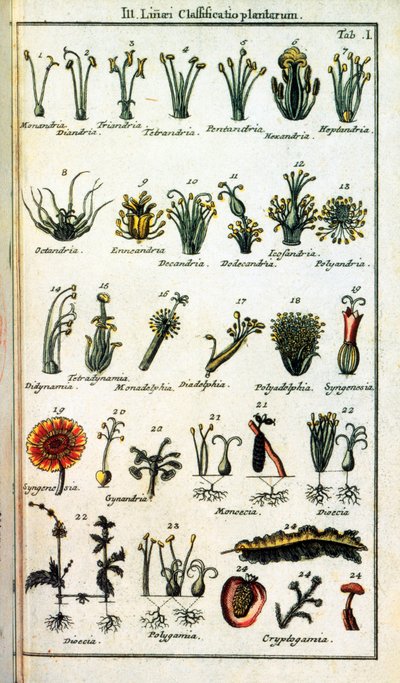اللوحة النباتية: تصنيف النباتات بواسطة كارل فون لين (1707-1778) ، عالم الطبيعة السويدي في "خلاصة نباتات Systematis Linnean". الإصدار بواسطة فنان غير معروف
