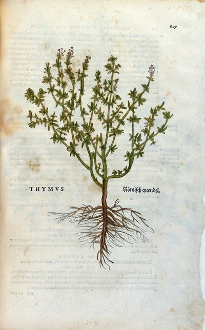 اللوحة النباتية: الزعتر (Thymus) Herbarium بواسطة Lheonard Fuchs ، "التاريخ" "The Bale بواسطة فنان غير معروف
