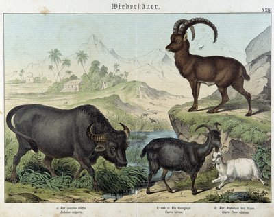 Buffalo, goat, goat and ibex - in “” Natural histories of mammals””, ed. Schreiber بواسطة فنان غير معروف
