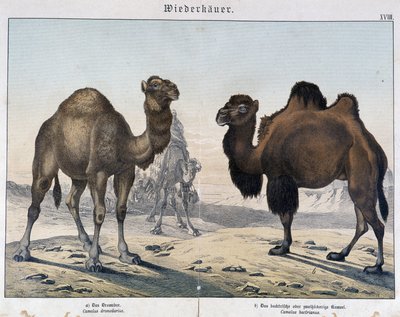 الجمل الجمل والجمل - في "" التاريخ الطبيعي للثدييات "، أد. شريبر ، ميونيخ بواسطة فنان غير معروف