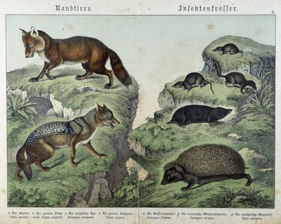 Fox, silver fox, shrews, mole and hedgehog - in “” Natural histories of mammals””, ed. Schreiber بواسطة فنان غير معروف