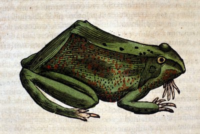 تاريخ الضفادع من الحيوانات بقلم كونراد جيسنر ، زيورخ 1560. الموقع Nazionale Braidense. ميلان بواسطة فنان غير معروف
