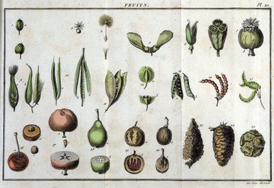 الفواكه: في "" Flora Françoise ، أو وصف موجز لجميع النباتات التي تنمو بشكل طبيعي في فرنسا ، مرتبة وفقًا لطريقة جديدة للتحليل يتم من خلالها اقتباس أقل مزاياها التباسًا في الطب وفائدتها في الفنون "" بواسطة فنان غير معروف