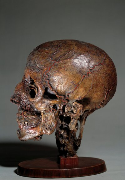 Human anatomical head made by means of wax injections. 18th century Private collection بواسطة فنان غير معروف