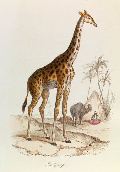 رسم توضيحي من كتاب "الأعمال الكاملة لبوفون": رباعي الأرجل: الزرافة (نقش) بواسطة فنان غير معروف