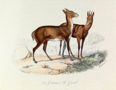 رسم توضيحي من كتاب "الأعمال الكاملة لبوفون": Les Quadrupedes: La grimme et le guib (نقش) بواسطة فنان غير معروف