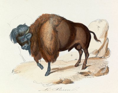 رسم توضيحي من كتاب "الأعمال الكاملة لبوفون": رباعي الأرجل: لو بيسون (نقش) بواسطة فنان غير معروف