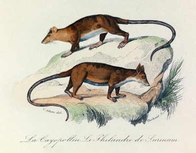 رسم توضيحي من كتاب "الأعمال الكاملة لبوفون": Les Quadrupedes: Le cayopollin et la philandre de Surinam (نقش) بواسطة فنان غير معروف