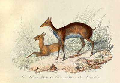 رسم توضيحي من كتاب "الأعمال الكاملة لبوفون": Les Quadrupedes: Le chevrotain et le chevritain de Ceylon (نقش) بواسطة فنان غير معروف