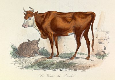 رسم توضيحي من كتاب "الأعمال الكاملة لبوفون": Les animaux: الكوتش وابنه (نقش) بواسطة فنان غير معروف