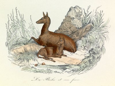 رسم توضيحي من كتاب "الأعمال الكاملة لبوفون": الحيوانات: الظبية وابنها الظبي (نقش) بواسطة فنان غير معروف