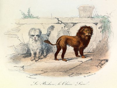 رسم توضيحي من كتاب "الأعمال الكاملة لبوفون": Les animaux: Le bichon et le chien lion (نقش) بواسطة فنان غير معروف