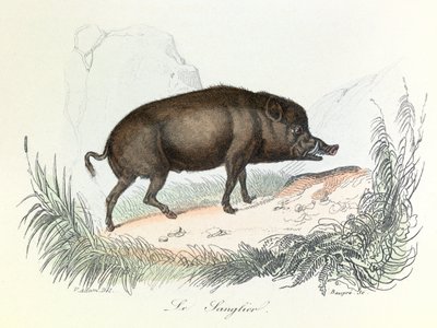 رسم توضيحي من كتاب "الأعمال الكاملة لبوفون": Les animaux: الخنزير (نقش) بواسطة فنان غير معروف