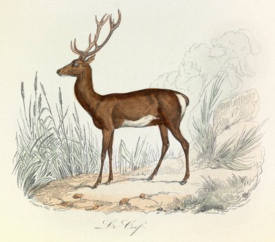 رسم توضيحي من كتاب "الأعمال الكاملة لبوفون": الحيوانات: لو سيرف (نقش) بواسطة فنان غير معروف