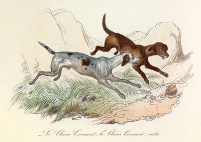 رسم توضيحي من كتاب "الأعمال الكاملة لبوفون": Les animaux: لو شيان كوران و لو شيان كوران ميتيس (نقش) بواسطة فنان غير معروف