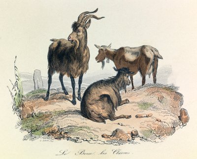 رسم توضيحي من كتاب "الأعمال الكاملة لبوفون": Les animaux: الماعز والماعز (نقش) بواسطة فنان غير معروف