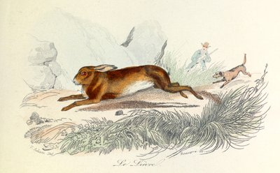 رسم توضيحي من كتاب "الأعمال الكاملة لبوفون": الحيوانات: الأرنب البري (نقش) بواسطة فنان غير معروف