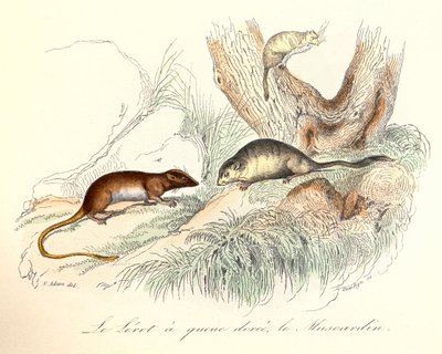 رسم توضيحي من كتاب "الأعمال الكاملة لبوفون": Les animaux: لو ليرو ذو الذيل الأصفر و لو موسكاردين (نقش) بواسطة فنان غير معروف