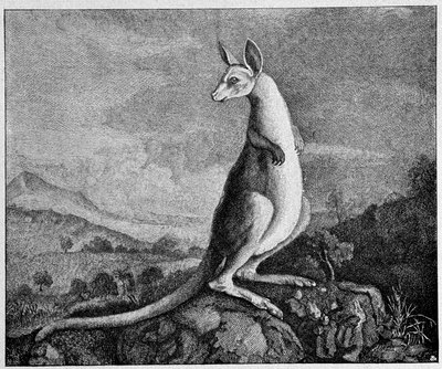 كنغر من رسم الكابتن كوك الذي اكتشفه في أستراليا - من نقش نحاسي عام 1774 بواسطة فنان غير معروف