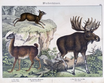 Lama, elk (moose) - in “” Natural histories of mammals””, ed. Schreiber بواسطة فنان غير معروف