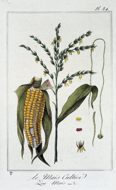 Le Mais Cultive (Les Mais) - في "تمارين علم النبات لاستخدام التجار" ، redige بواسطة J.C. Philibert ، Imprimerie de Crapelet ، Paris بواسطة فنان غير معروف