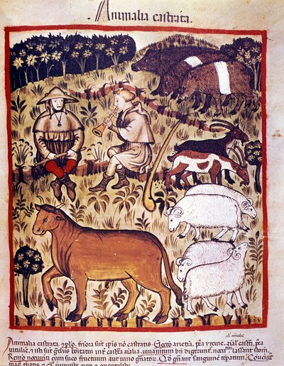 المواشي والأغنام والماعز والخنازير. الإضاءة من حلب الأدوية وعلم التغذية "" Tacuinum sanitatis "" بواسطة فنان غير معروف