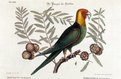 علم الطيور: ببغاء كارولينا. (Psittacus caroliniensis) بواسطة فنان غير معروف
