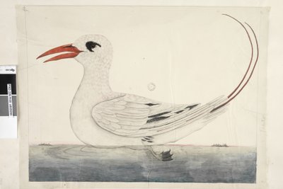 الصفحة 100. Phaeton Red ، Tailed Tropicbird Phaethon rubricauda، 1791-92 بواسطة فنان غير معروف