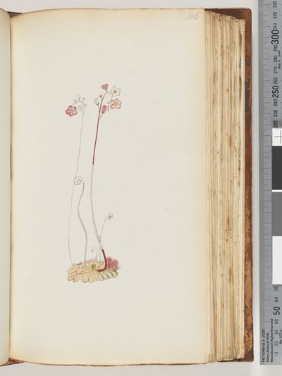 الصفحة 106. لا نقش ، رسم غير مكتمل بواسطة فنان غير معروف