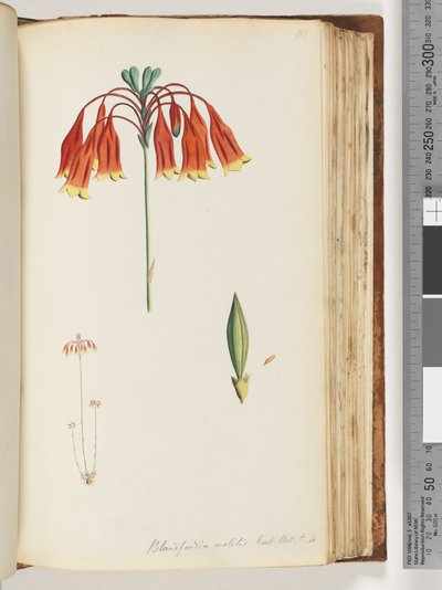 صفحة 111. Blandfordia nobilis Exot. بوت. ر. 4. جرس عيد الميلاد بواسطة فنان غير معروف